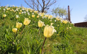Tuplen am Weinberg