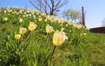 Tuplen am Weinberg